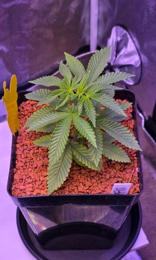 Sensi Seeds X CCG. Week 5