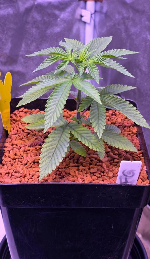 Sensi Seeds X CCG. Week 5