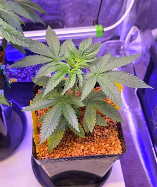 Sensi Seeds X CCG. Week 5
