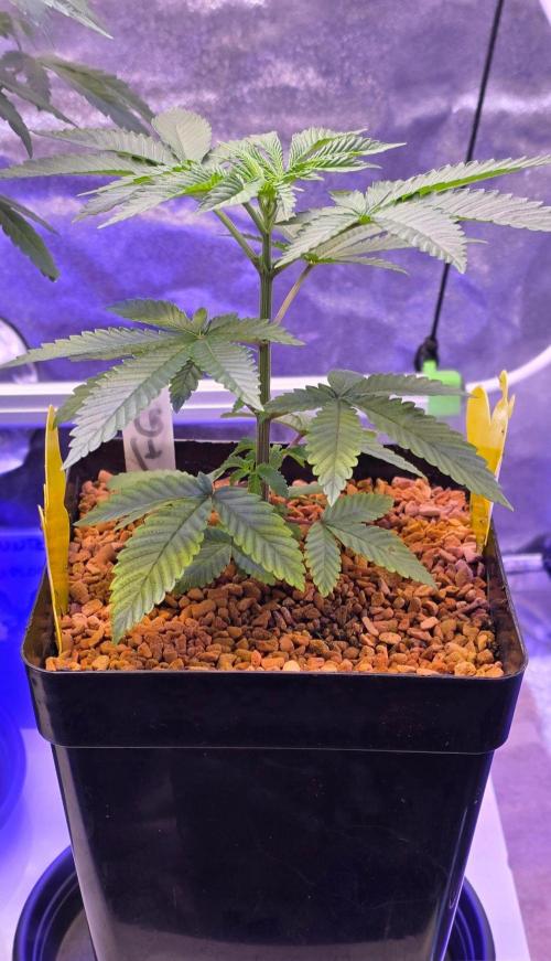Sensi Seeds X CCG. Week 5