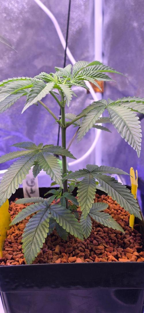 Sensi Seeds X CCG. Week 5