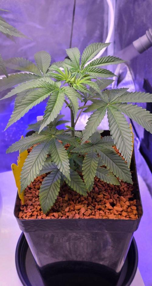 Sensi Seeds X CCG. Week 5