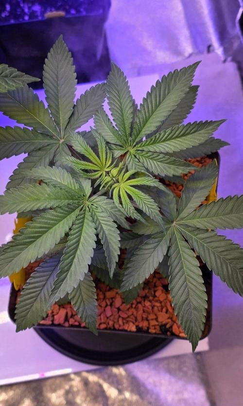 Sensi Seeds X CCG. Week 5