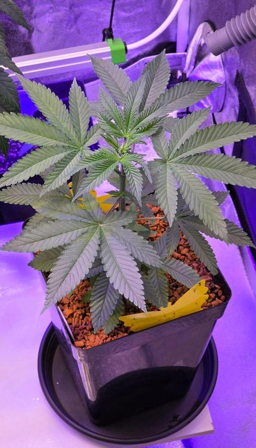 Sensi Seeds X CCG. Week 5