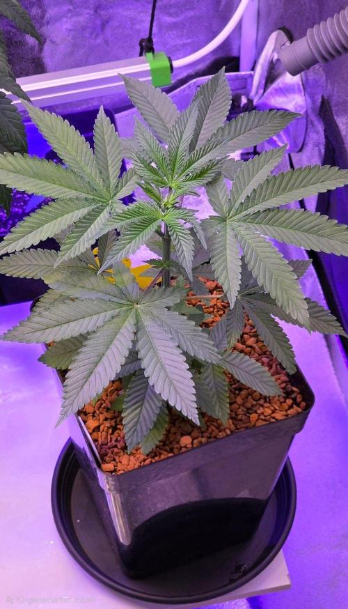 Sensi Seeds X CCG. Week 5