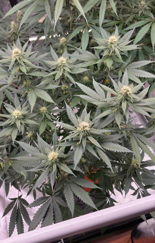 ONE LOVE Bob Marley Edition. Week 13