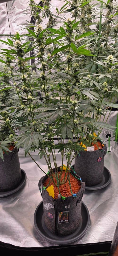 ONE LOVE Bob Marley Edition. Week 13