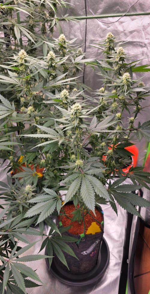 ONE LOVE Bob Marley Edition. Week 13