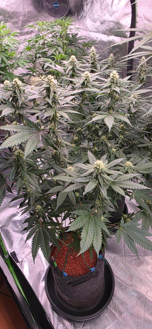 ONE LOVE Bob Marley Edition. Week 13
