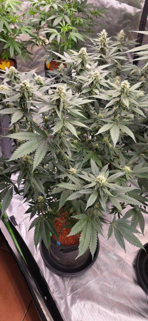 ONE LOVE Bob Marley Edition. Week 13