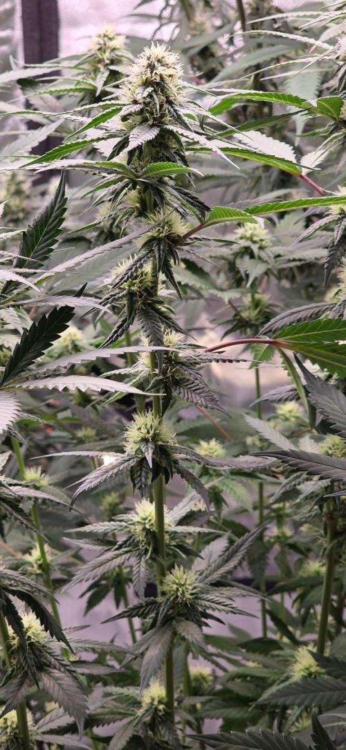 ONE LOVE Bob Marley Edition. Week 13