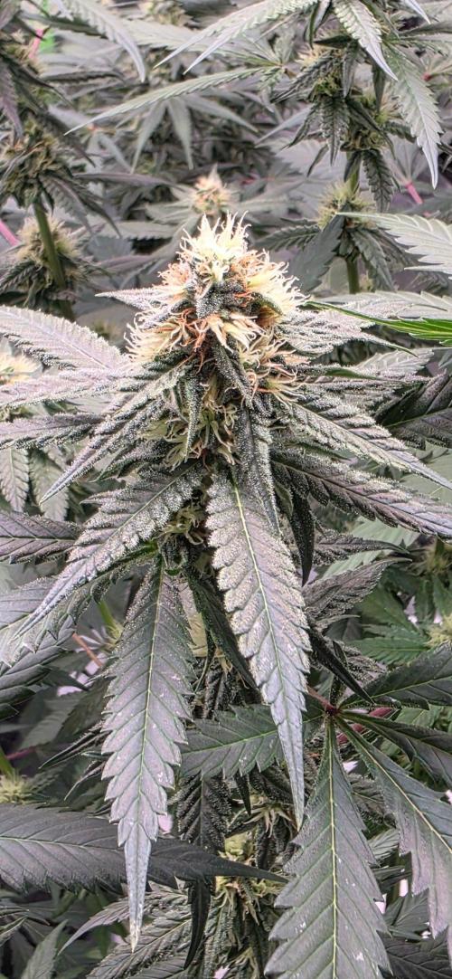 ONE LOVE Bob Marley Edition. Week 13
