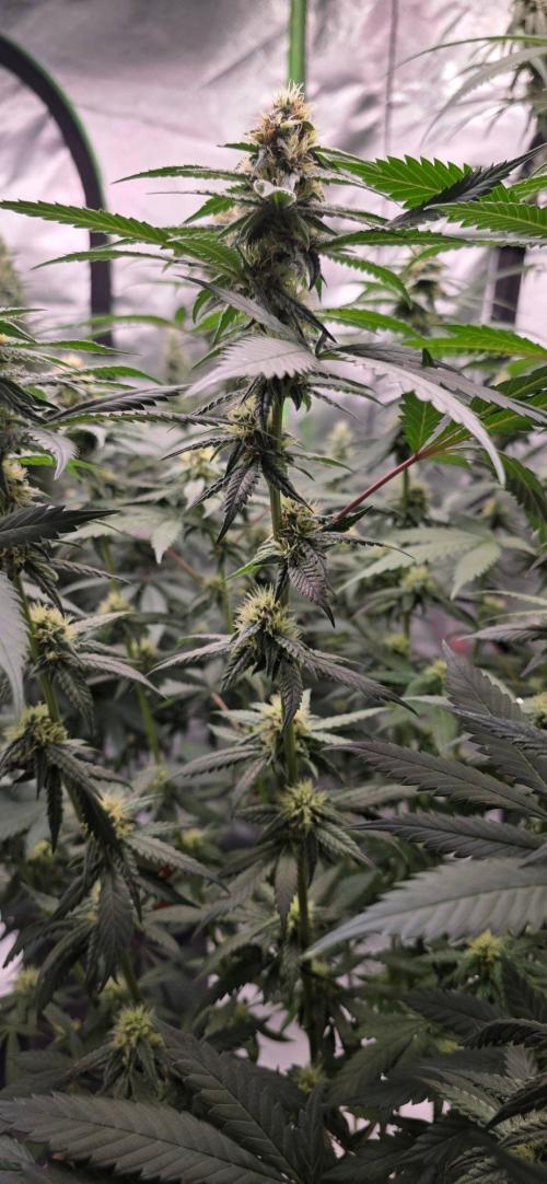 ONE LOVE Bob Marley Edition. Week 13