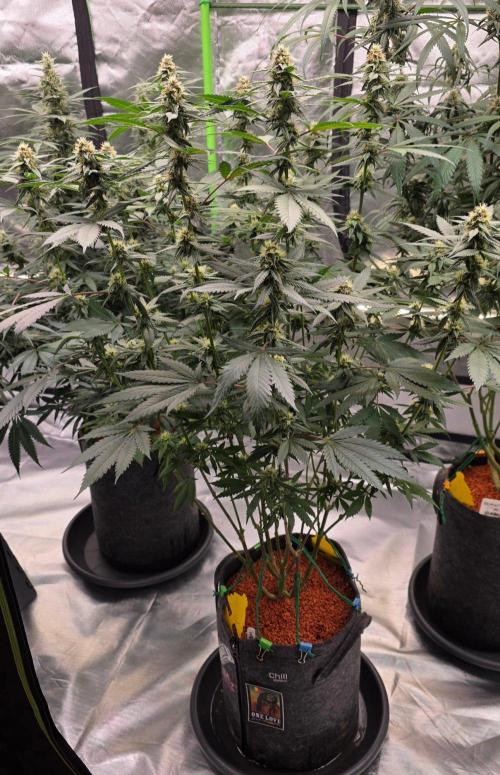 ONE LOVE Bob Marley Edition. Week 13