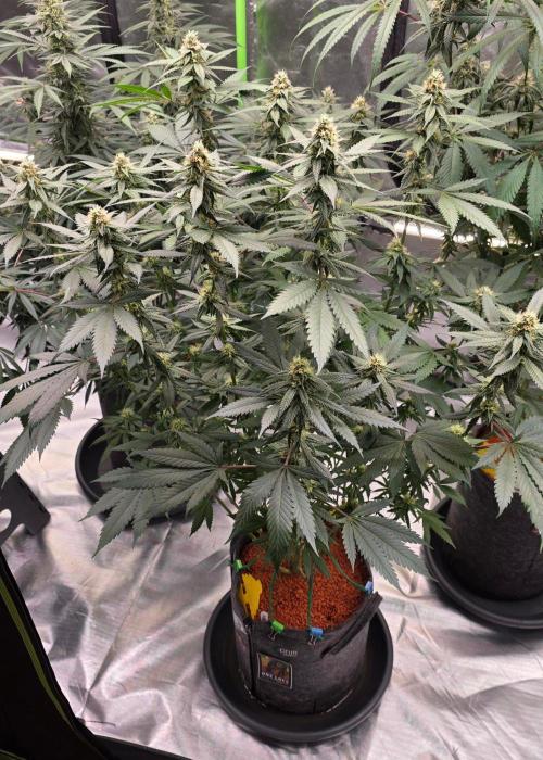 ONE LOVE Bob Marley Edition. Week 13