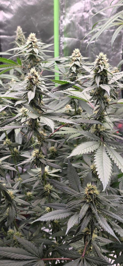 ONE LOVE Bob Marley Edition. Week 13