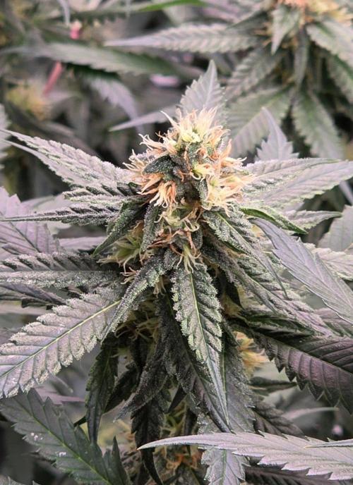 ONE LOVE Bob Marley Edition. Week 13