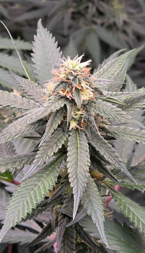 ONE LOVE Bob Marley Edition. Week 13