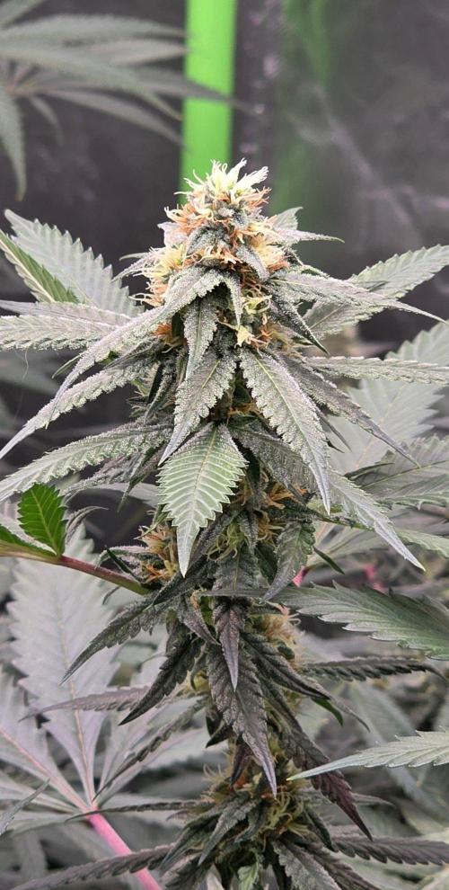 ONE LOVE Bob Marley Edition. Week 13