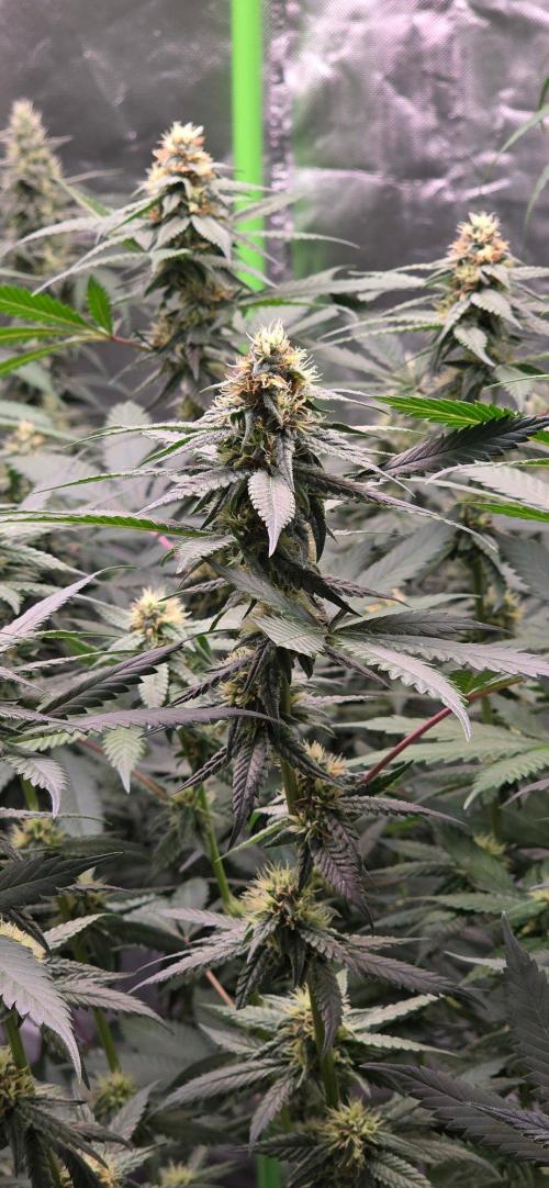 ONE LOVE Bob Marley Edition. Week 13