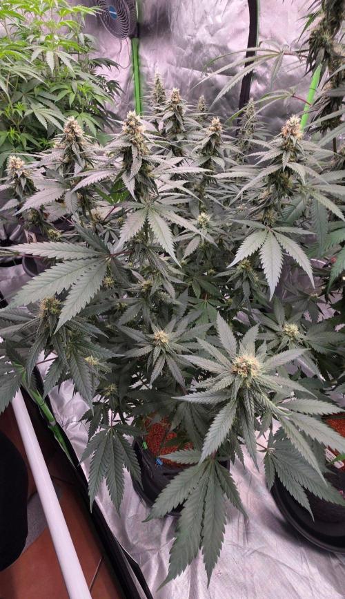 ONE LOVE Bob Marley Edition. Week 13
