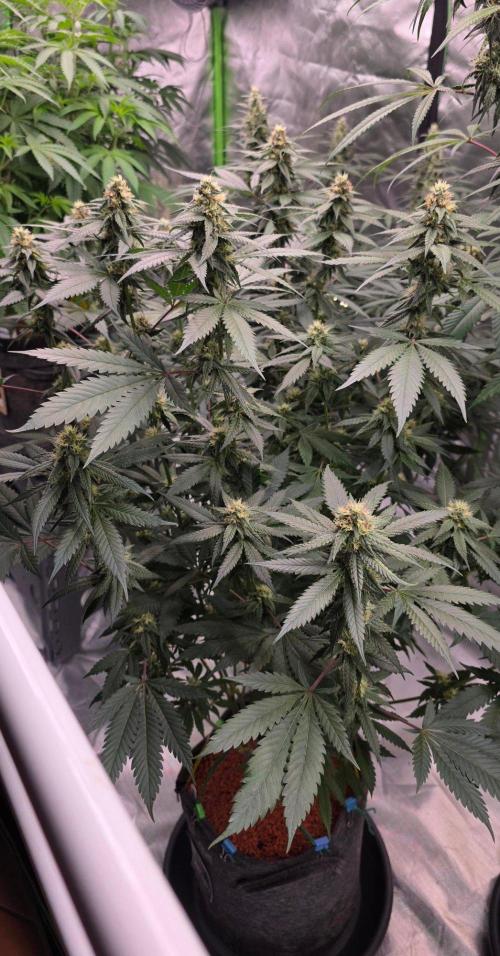 ONE LOVE Bob Marley Edition. Week 13