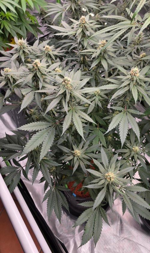 ONE LOVE Bob Marley Edition. Week 13
