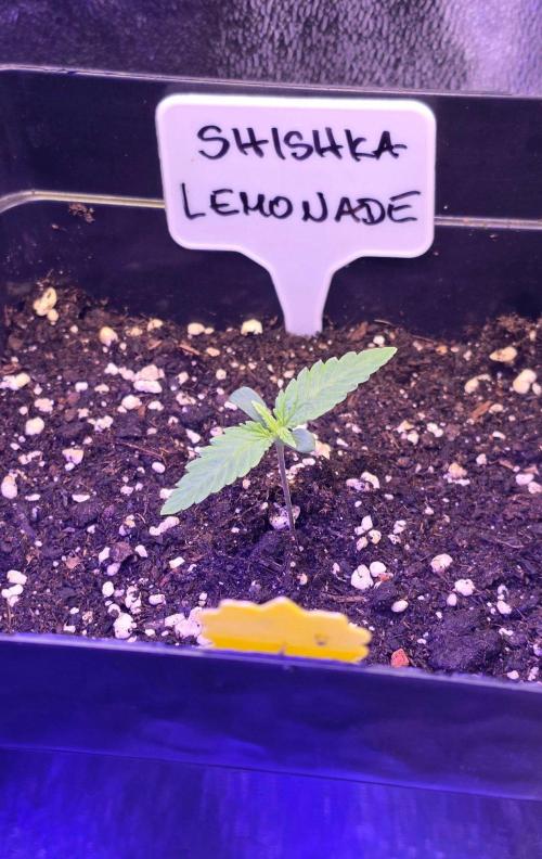 Greenhouse X CCG. Week 1