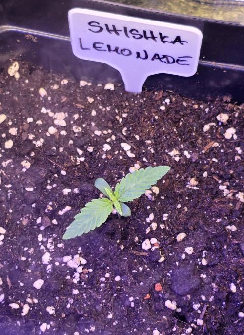 Greenhouse X CCG. Week 1