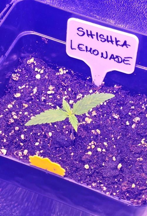 Greenhouse X CCG. Week 1