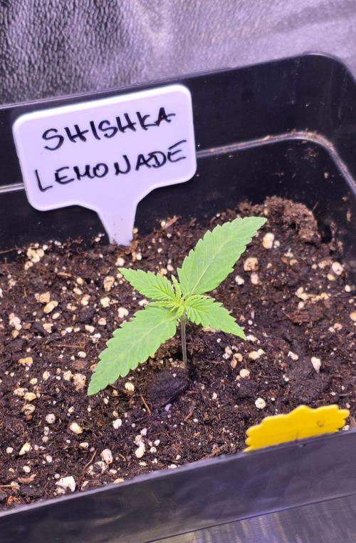 Greenhouse X CCG. Week 1