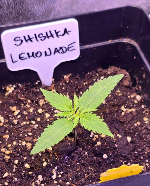 Greenhouse X CCG. Week 1