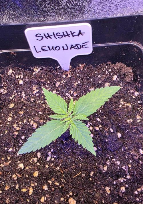 Greenhouse X CCG. Week 1