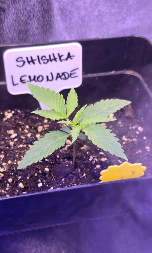 Greenhouse X CCG. Week 1