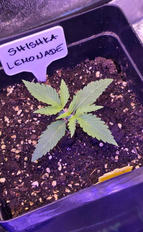Greenhouse X CCG. Week 1
