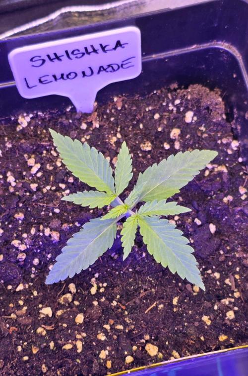 Greenhouse X CCG. Week 1