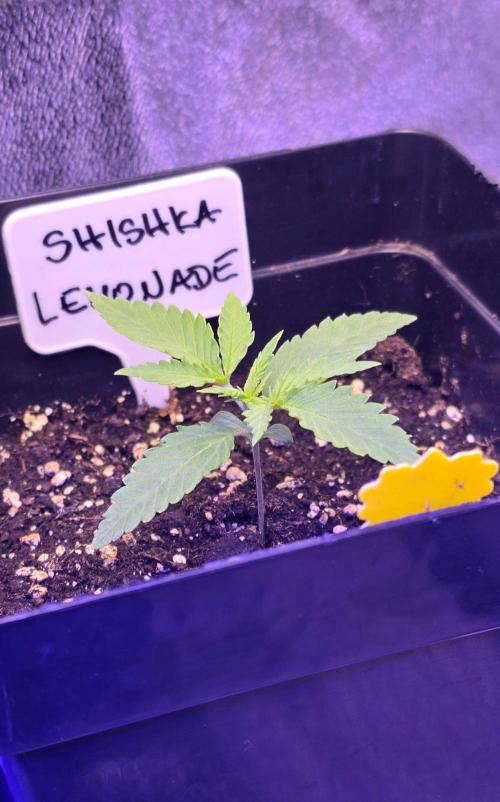 Greenhouse X CCG. Week 1