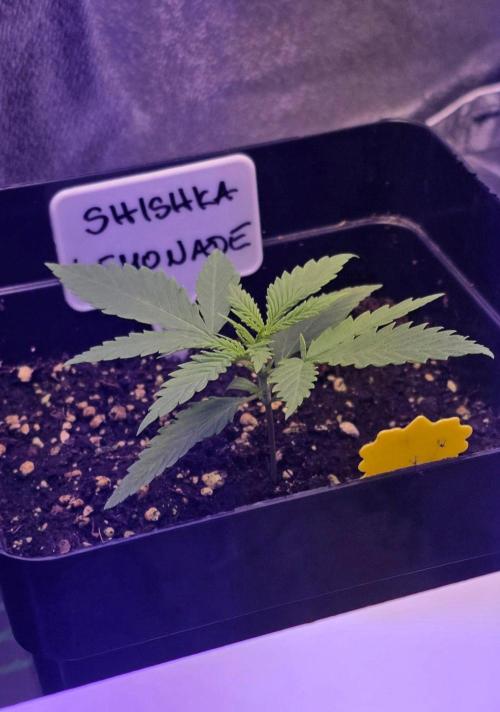 Greenhouse X CCG. Week 2