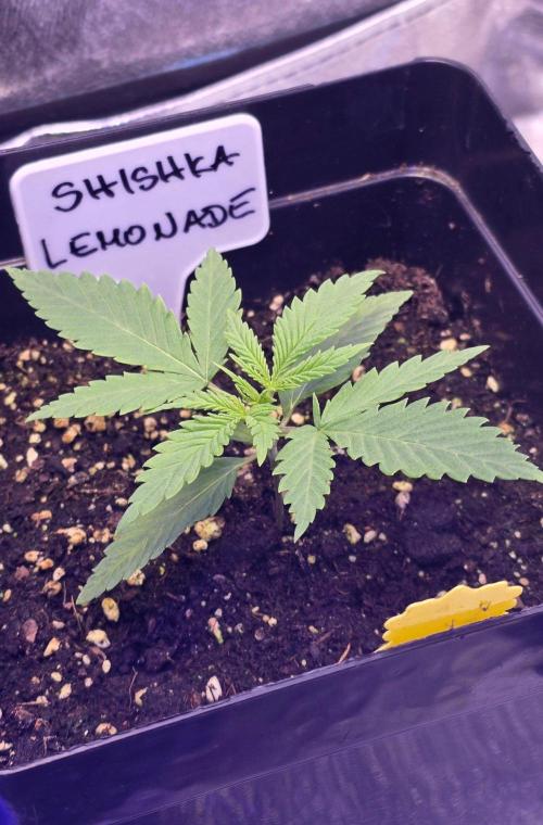 Greenhouse X CCG. Week 2