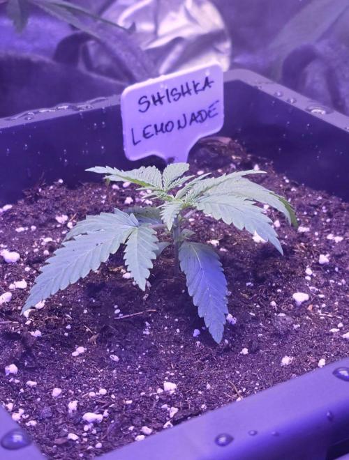 Greenhouse X CCG. Week 2