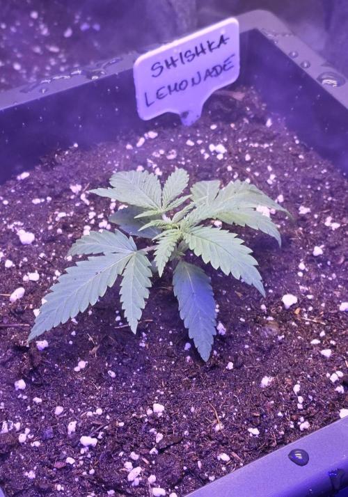 Greenhouse X CCG. Week 2