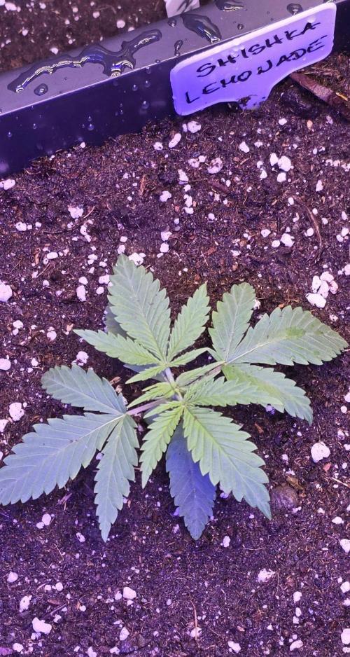 Greenhouse X CCG. Week 2