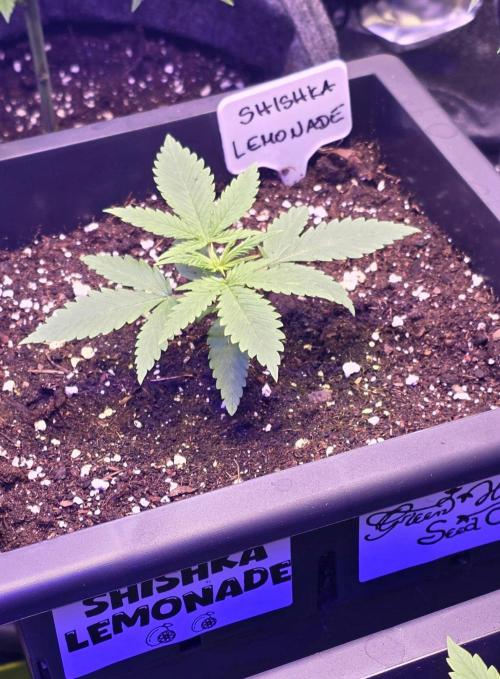 Greenhouse X CCG. Week 2