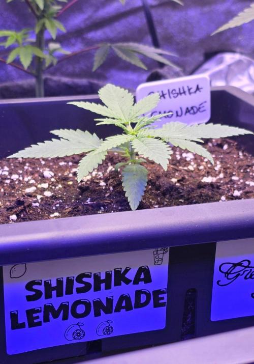 Greenhouse X CCG. Week 2