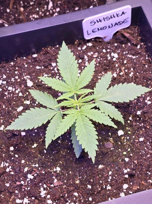 Greenhouse X CCG. Week 2