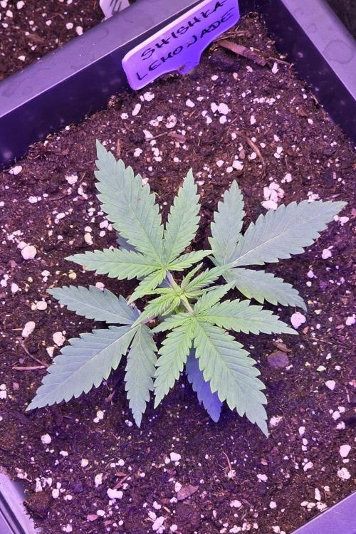 Greenhouse X CCG. Week 2