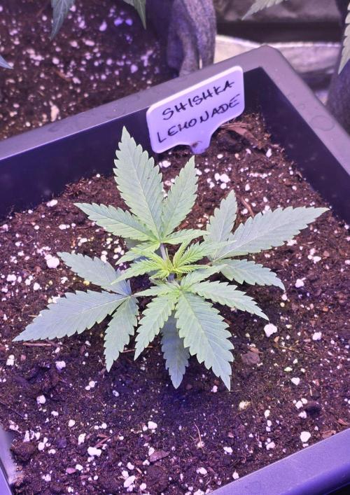 Greenhouse X CCG. Week 2