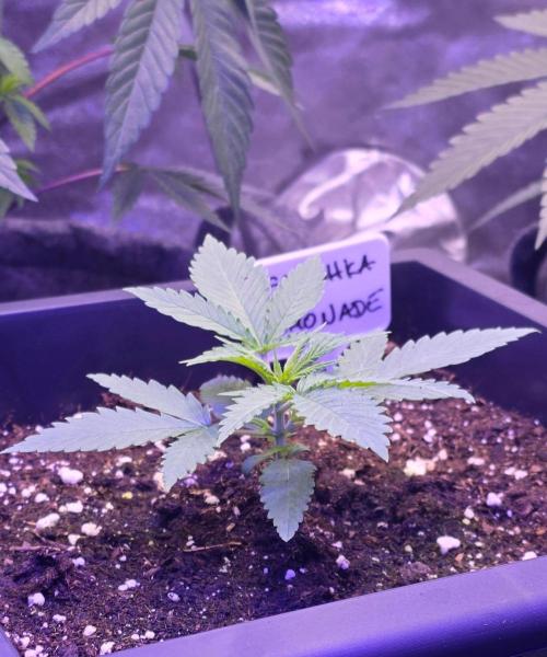 Greenhouse X CCG. Week 2