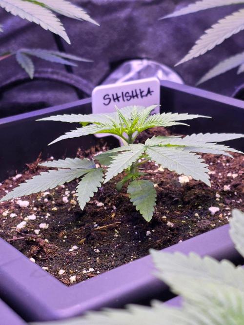 Greenhouse X CCG. Week 2