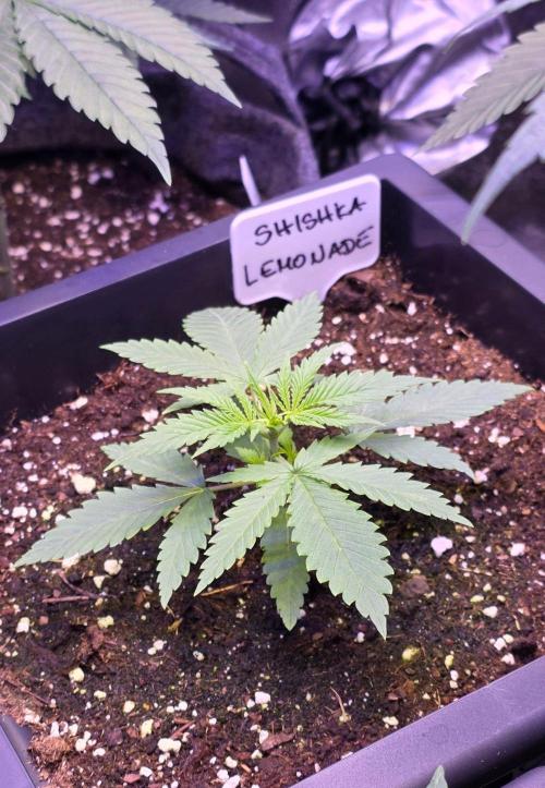 Greenhouse X CCG. Week 2